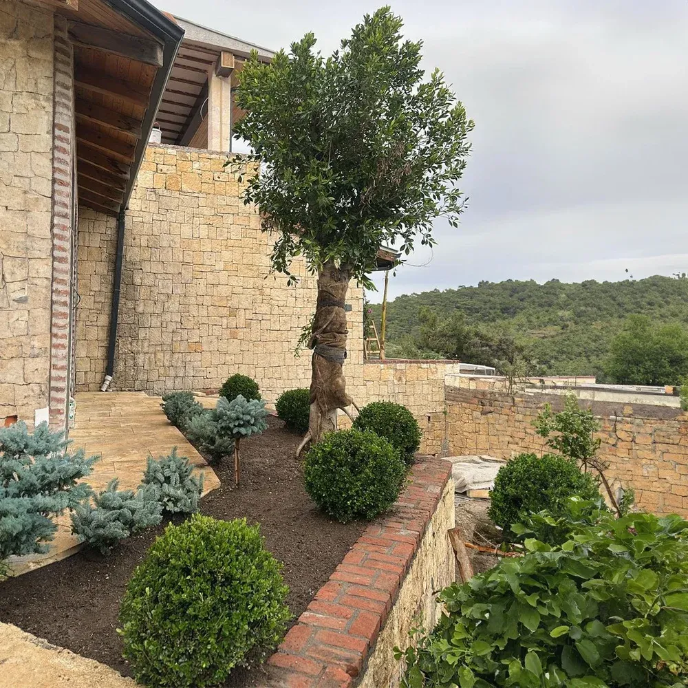 Mature Olive Tree Planting